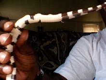 DMEAN OF A KINGSNAKE