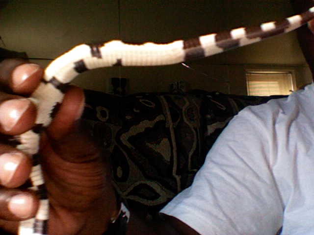 DMEAN OF A KINGSNAKE