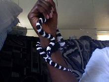 DMEAN OF A KINGSNAKE
