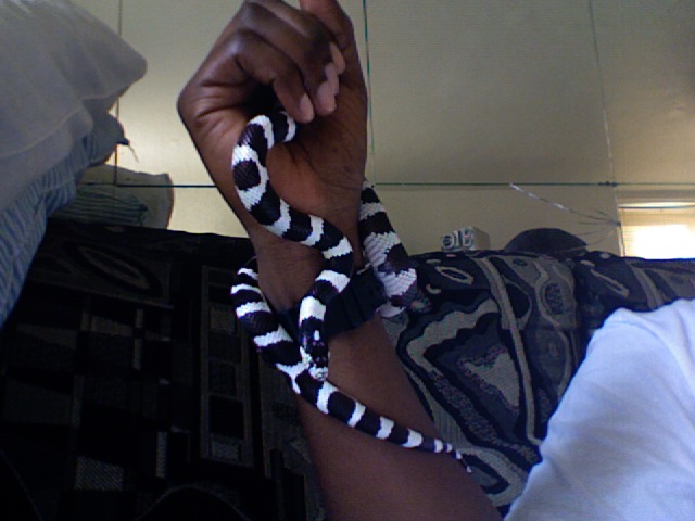DMEAN OF A KINGSNAKE