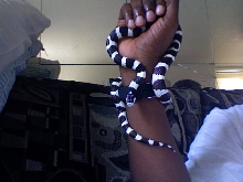 DMEAN OF A KINGSNAKE