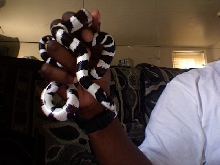 DMEAN OF A KINGSNAKE