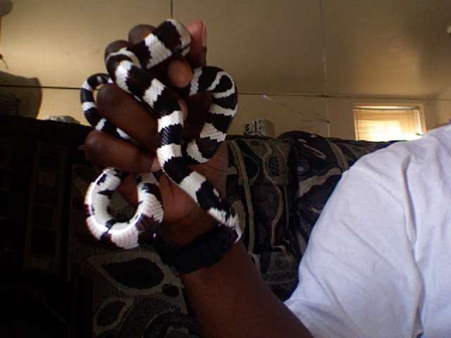 DMEAN OF A KINGSNAKE