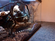 A KINGSNAKE ON A HUNT FOR FOOD