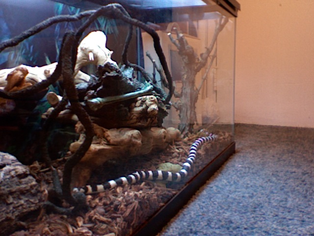 A KINGSNAKE ON A HUNT FOR FOOD