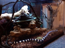 DMEAN OF A KINGSNAKE