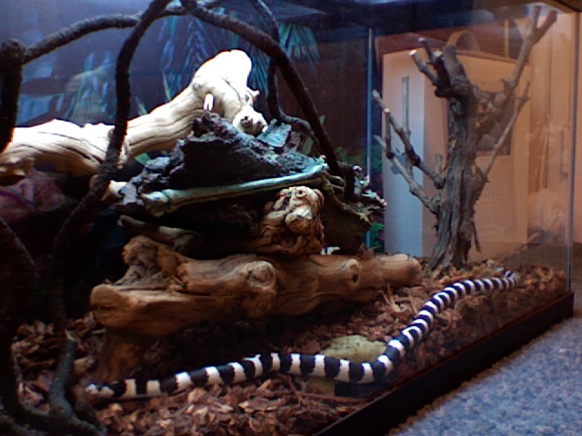 DMEAN OF A KINGSNAKE