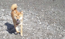 Nix on the run