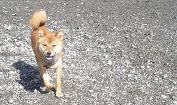 Nix on the run