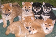 SHIBA PUPPIES!!!!