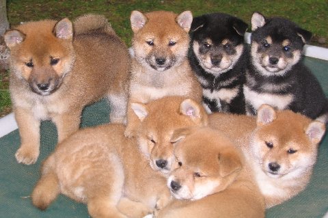 SHIBA PUPPIES!!!!