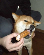 Puppy Cannoli