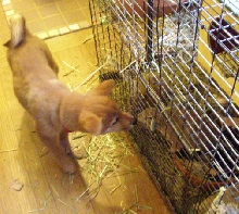 Nix and Biju
