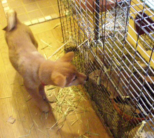 Nix and Biju