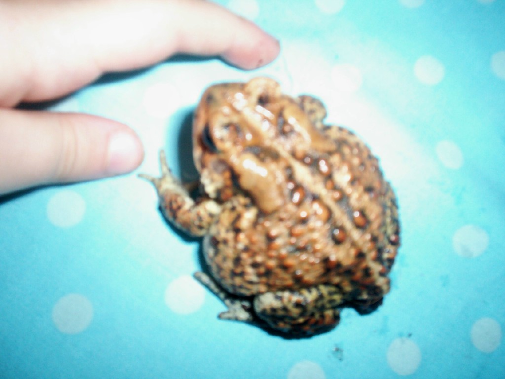My pet toad with a sack on her back