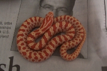 Albino prairie kingsnake