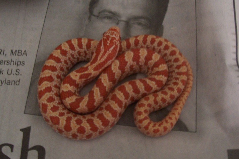 Albino prairie kingsnake