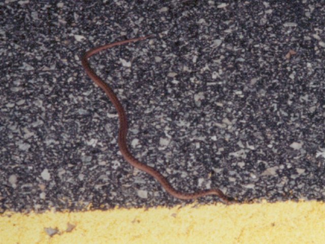 snake