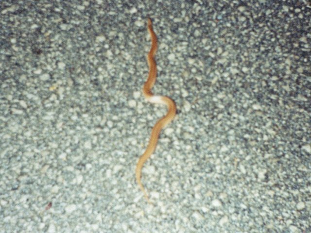 snake