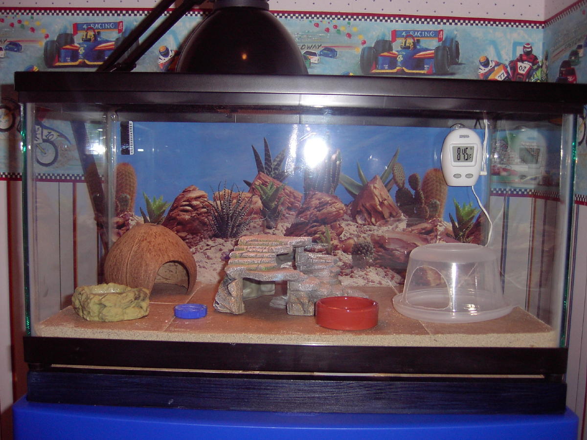 junior's home bugger pic
