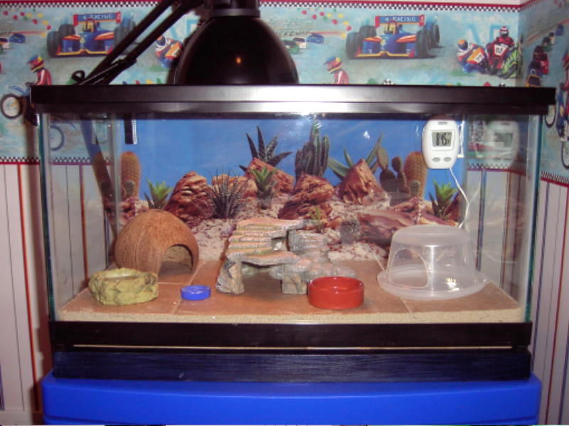 Junior's home