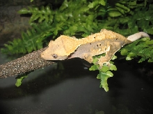 Female crested gecko