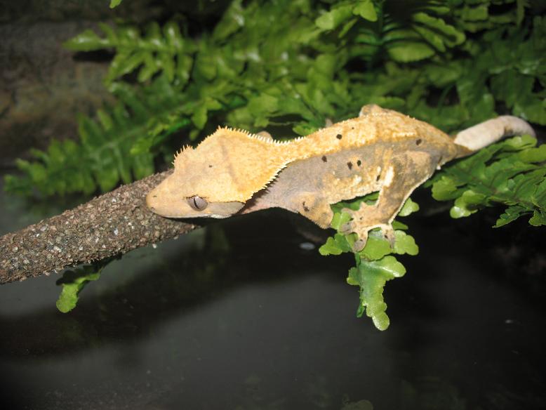 Female crested gecko