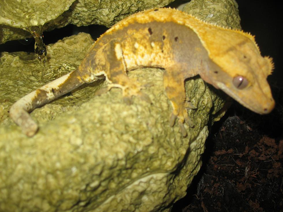 Female Crestie