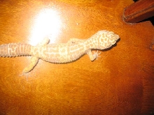 Female Albino leo gecko