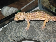 female albino