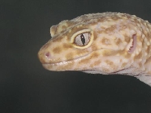 Female ablino closeup