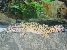 Male leo gecko