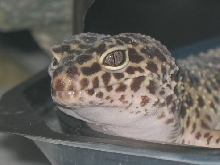normal female