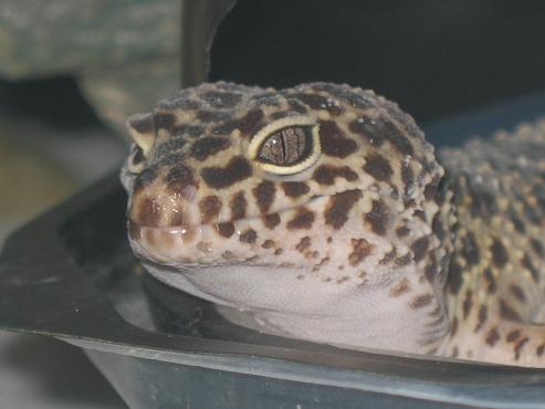 normal female