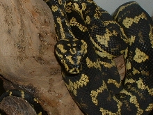 99 male jungle
