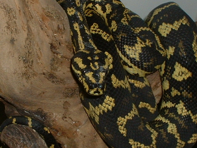 99 male jungle