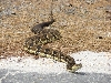 timber rattler