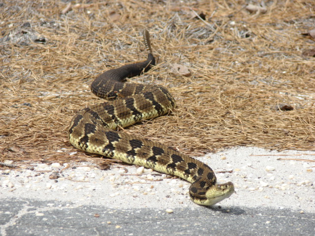 timber rattler