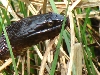New Jersey snake #1