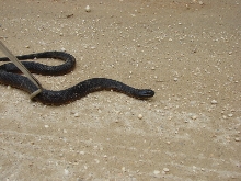 New Jersey snake#3