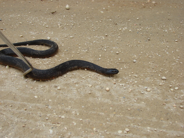 New Jersey snake#3