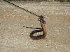 New Jersey snake#2