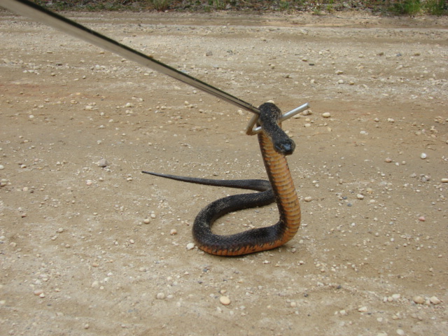 New Jersey snake#2