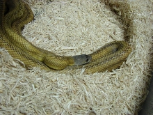 mexican bairds ratsnake (male)