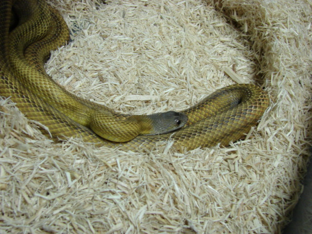 mexican bairds ratsnake (male)