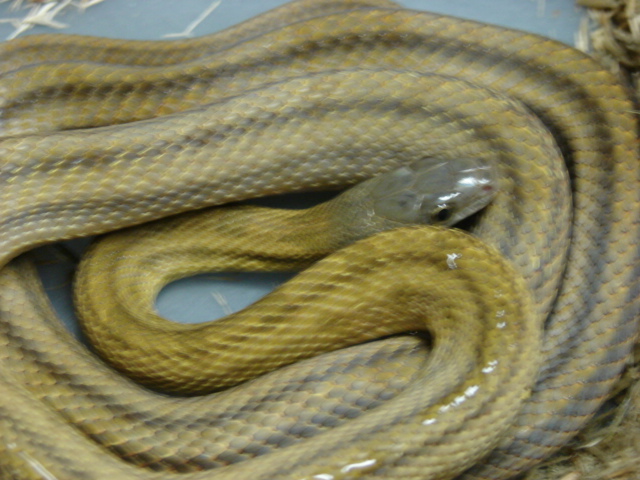 mexican bairds (female)