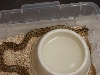 twin spot ratsnake (female)