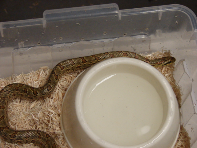 twin spot ratsnake (female)