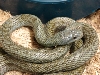 japanese ratsnake