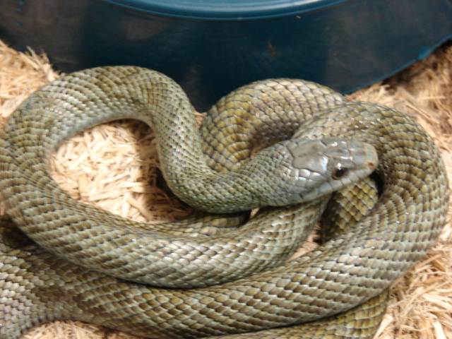 japanese ratsnake